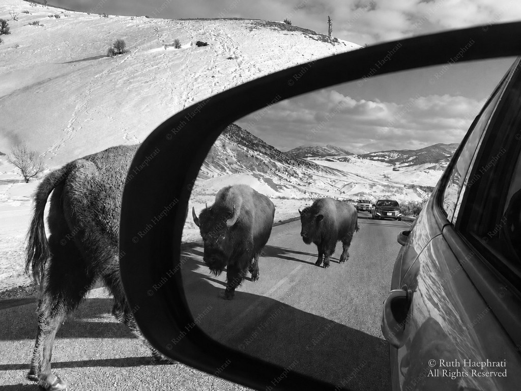 Bison beside a car on a snowy road, with more bison reflected in the side-view mirror