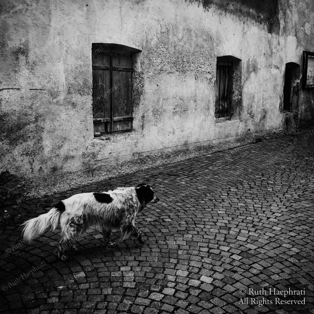 Dog walking across cobblestones beside an old stone wall
