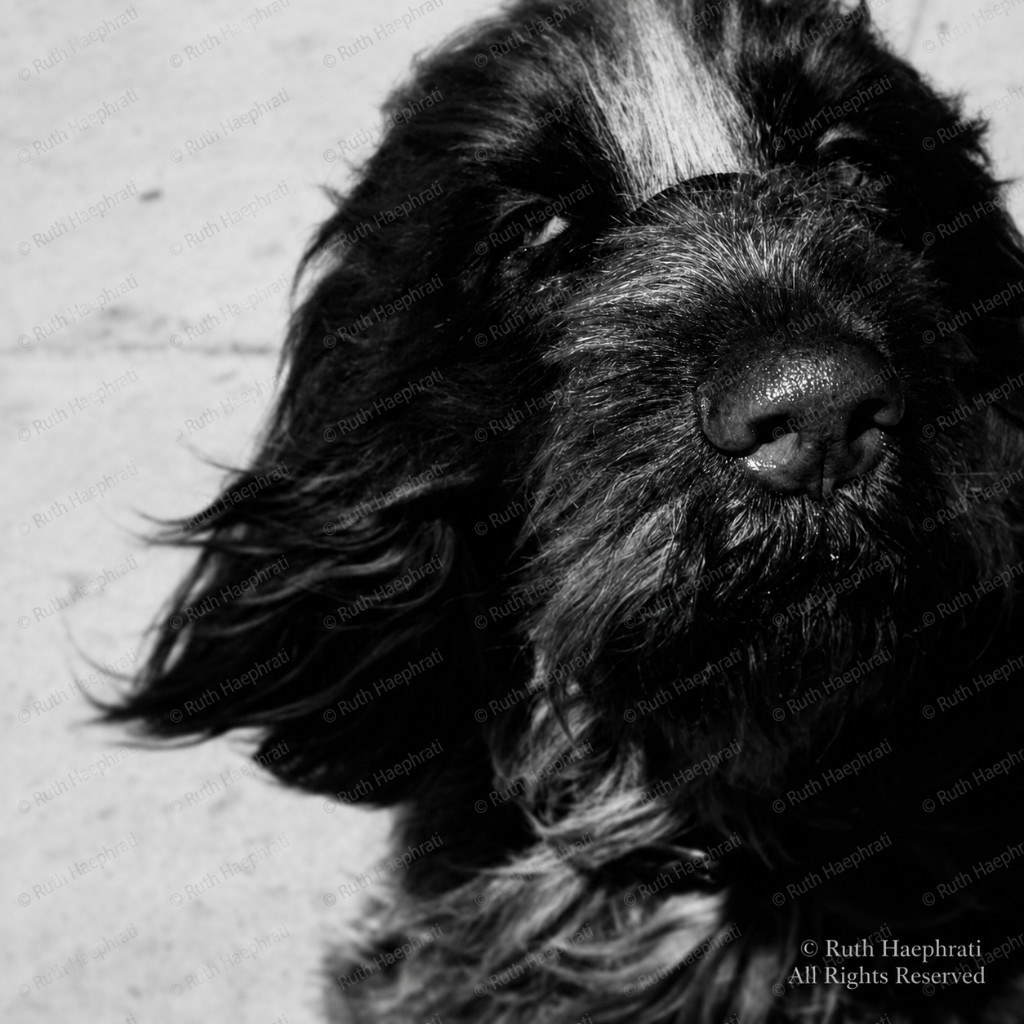 Close-up black-and-white portrait of a long-haired dog