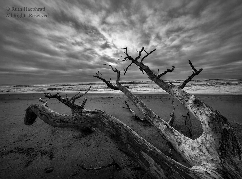 Weathered driftwood on a beach under a dramatic cloudy sky