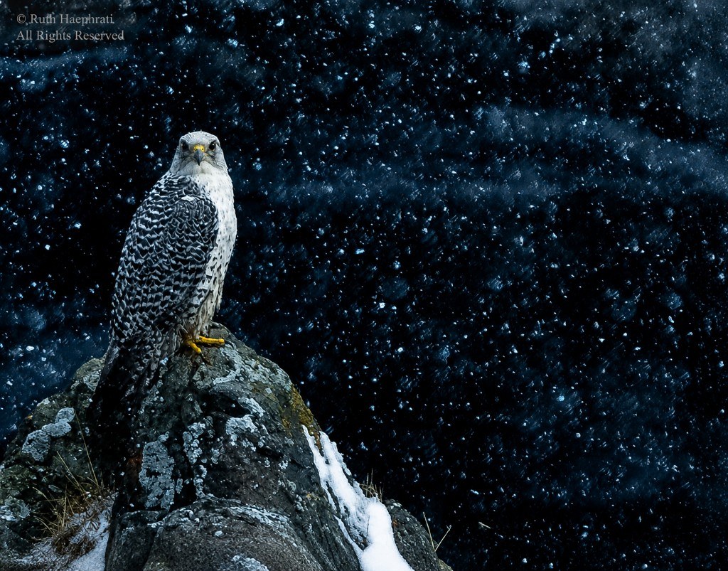 Gyrfalcon perched on a snowy rock in a blizzard