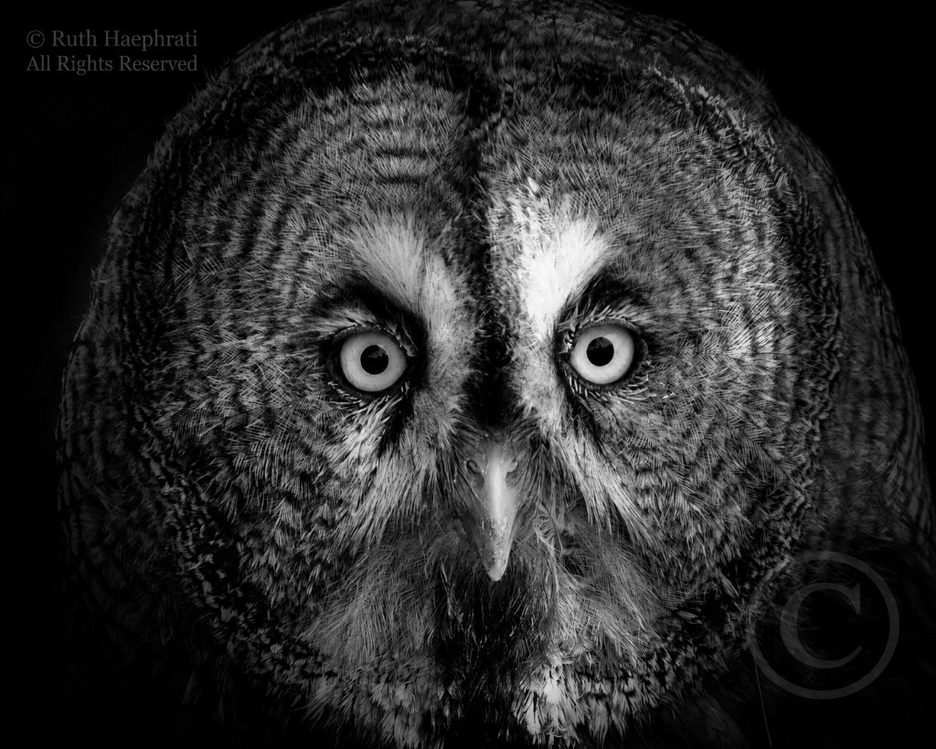 Close-up black-and-white portrait of a great gray owl